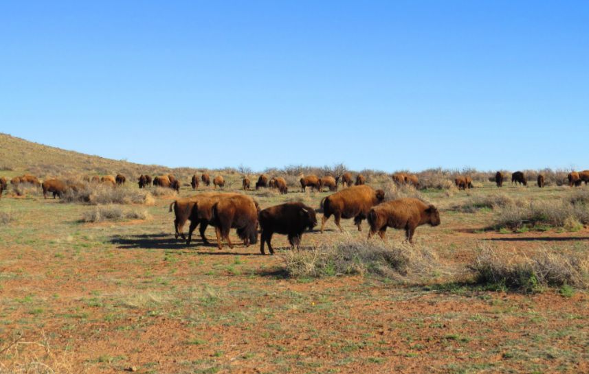 Janos-Chihuahua-Mexico Riserva della Biosfera