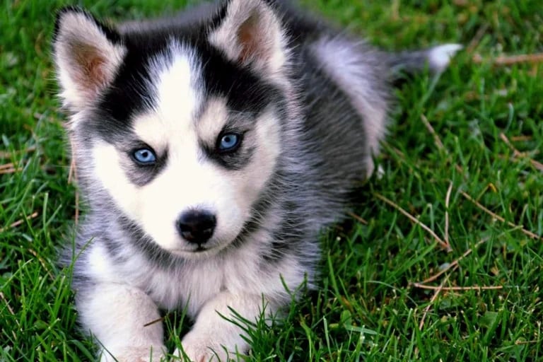 Why do Siberian dogs have blue eyes?