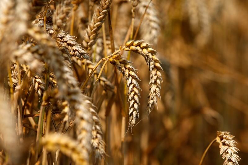 Se puede complicar la producción de trigo por el faltante de fungicidas. (REUTERS/Benoit Tessier/Archivo)