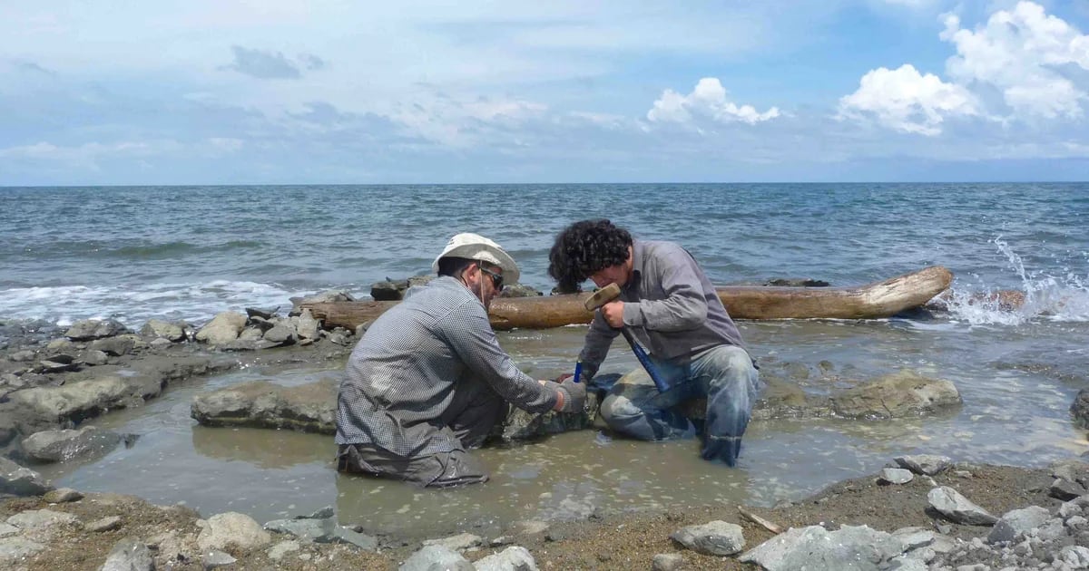 Wissenschaftler haben Spuren von DNA im ältesten Fossil einer Meeresschildkröte gefunden: 6 Millionen Jahre alt