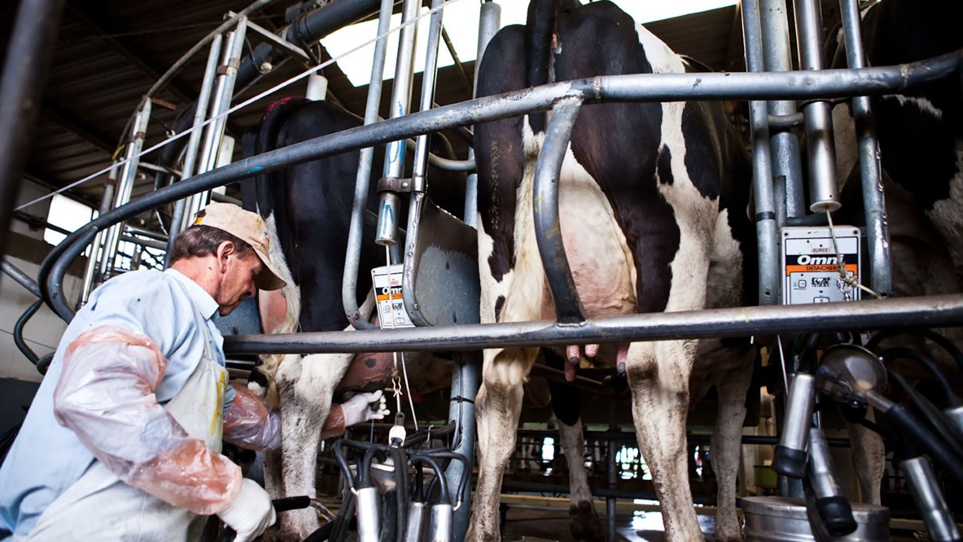 La lechería atraviesa un momento complejo, mientras el Gobierno avanza con el programa "Impulso Tambero" 