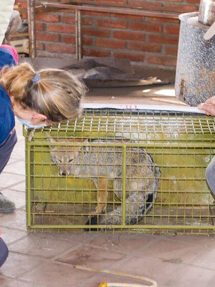 Cuando se recata un animal silvestre es enviado al parque fitozoologico Tatu Carreta hasta su recuperación completa y posterior liberación con policía ambiental. (@veterinarioscontraelfuego)