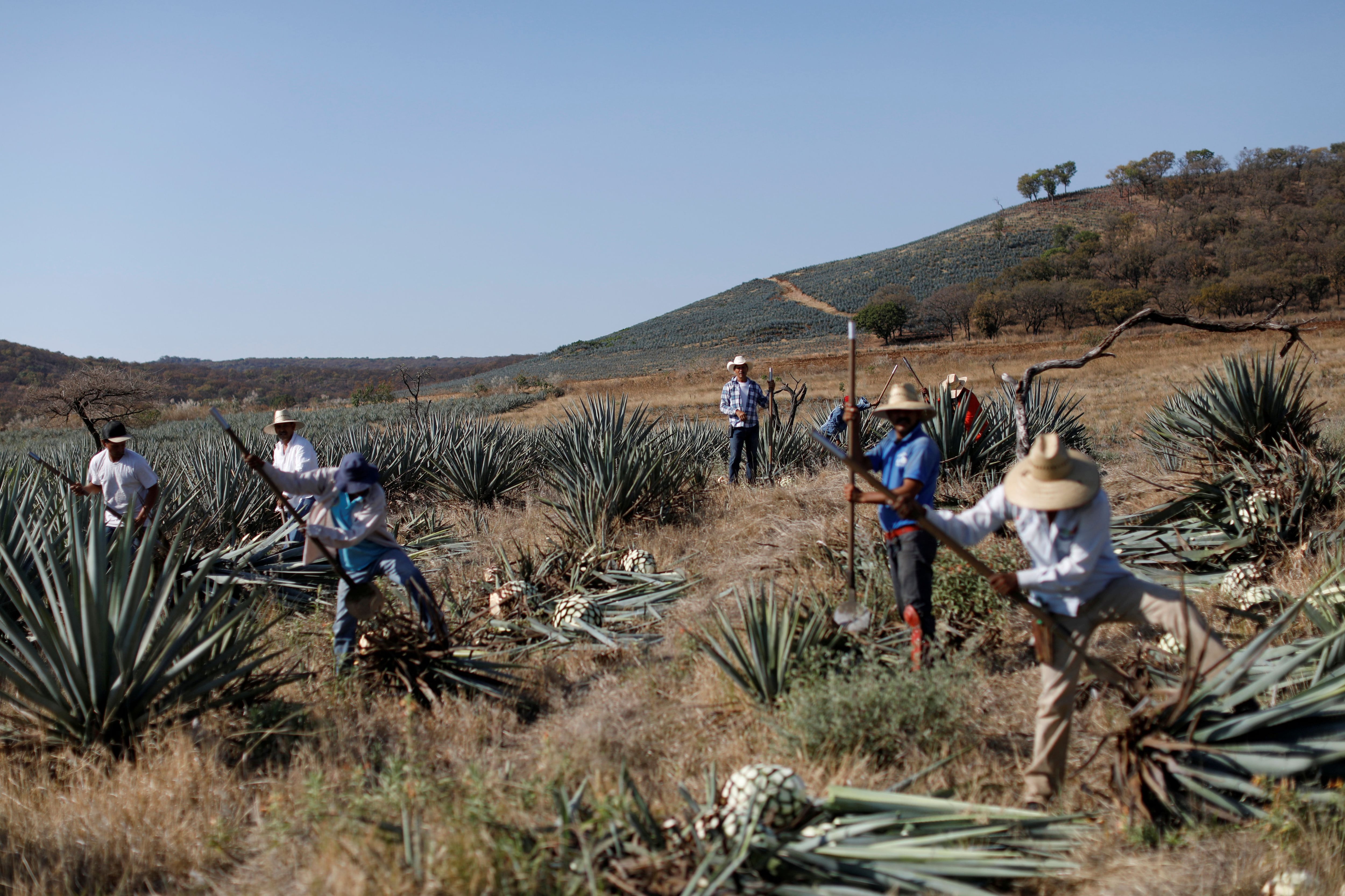 Sembradíos de agave azul en Tequila, Jalisco. (Foto: REUTERS/Carlos Jasso)