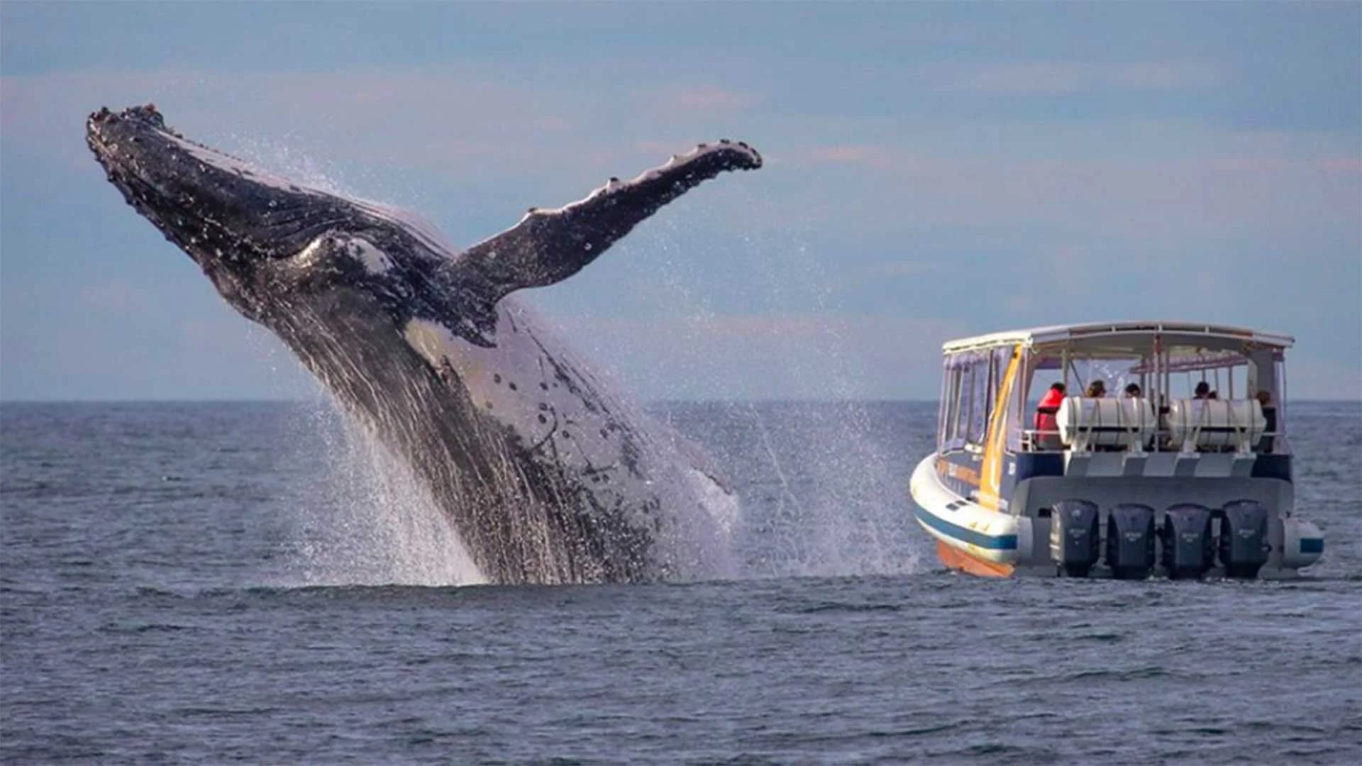 (Facebook Whale Watching Sydney)