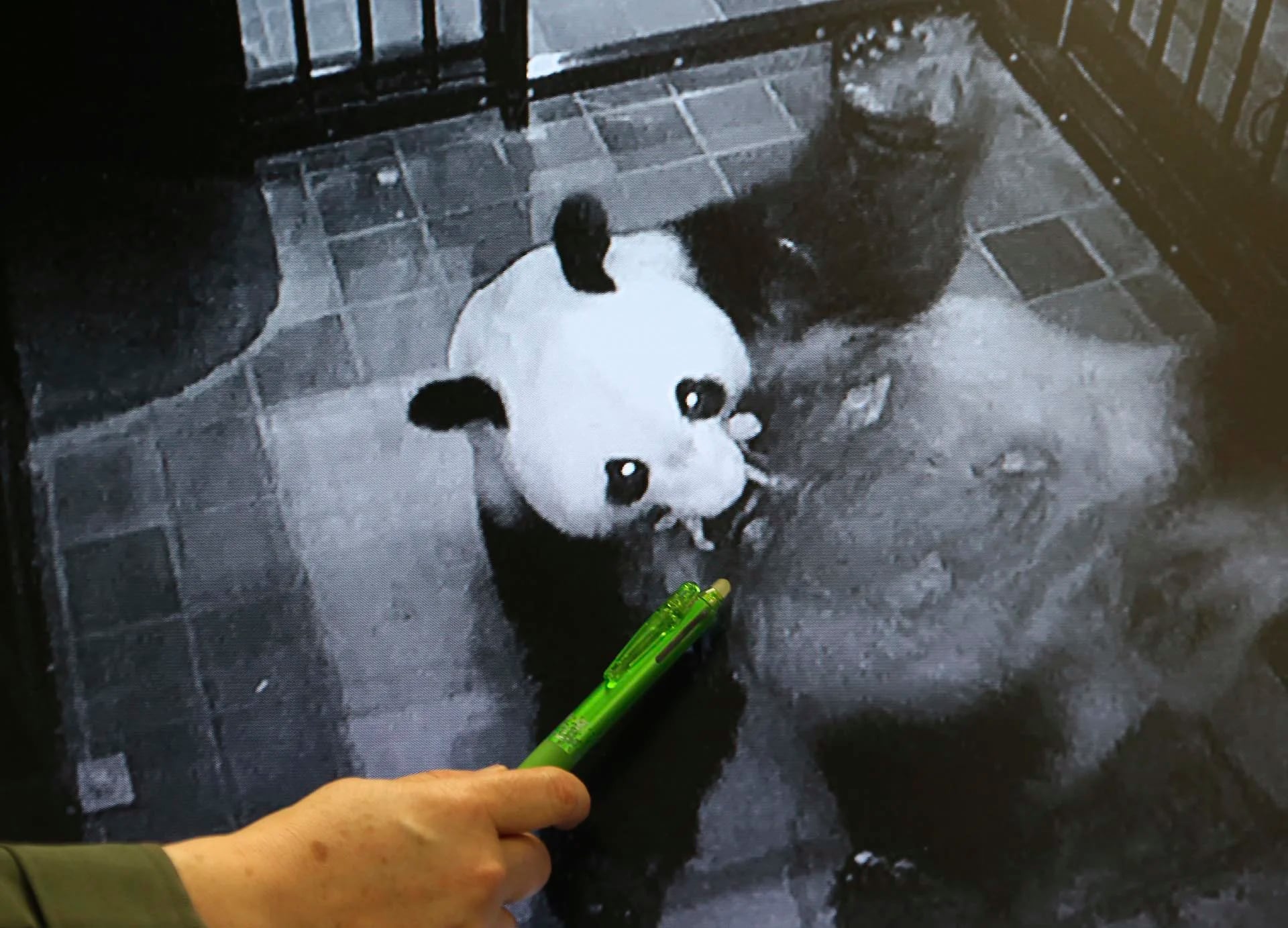 Personal del zoológico de Ueno Mikako Kaneko, en Tokio, muestra una imagen del momento en que el panda gigante ShinShin sostiene a su cachorro recién nacido con su boca (AP)