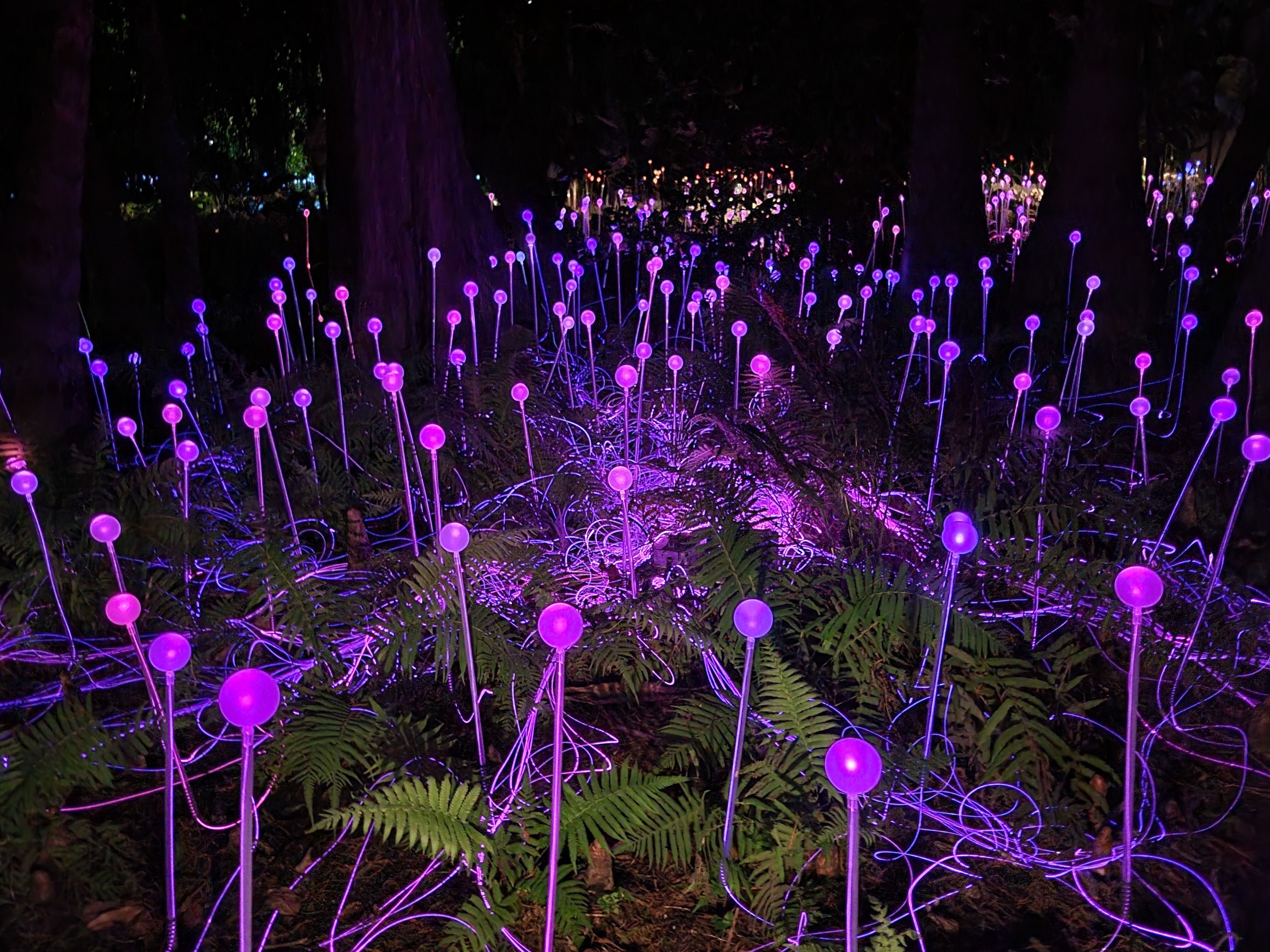 Decenas de esferas de cristal iluminadas con fibra óptica de la exhibición-instalación "Forest of Light" (Bosque de Luz) del artista británico Bruce Munro, iluminan el Lower Garden (Jardín inferior) de Pinecrest Gardens el 3 de diciembre de 2021 en Miami, Florida. EFE/Latif Kassidi