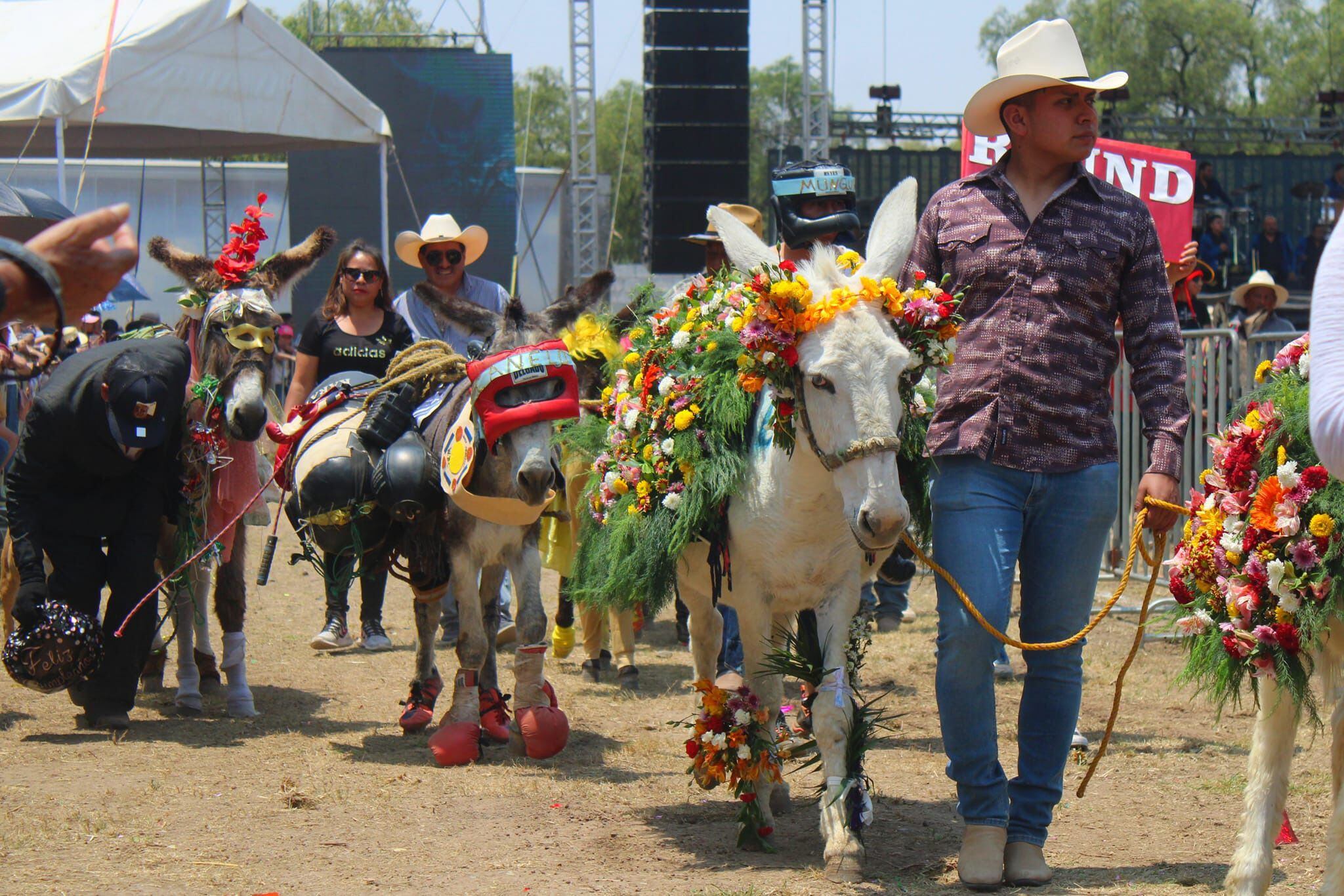 Algunos burros portaron coloridos trajes hechos de flores. (Facebook/Feria Nacional del Burro Otumba 2024)

Burros, equinos, feria nacional del burro 2024, Otumba, México, disfraces, polo, animales, mascotas