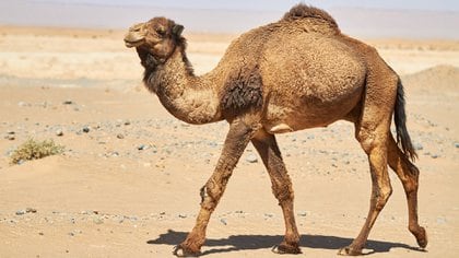 The dromedaries, characterized by having a single hump, were related to MERS (Shutterstock.com)