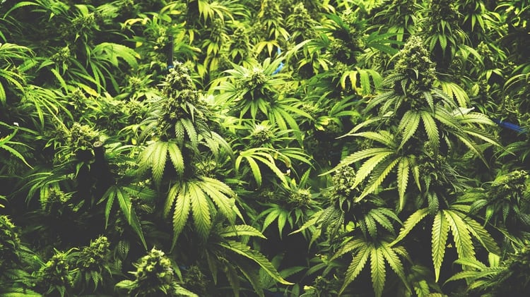 Plantas de marihuana (Istockphoto)