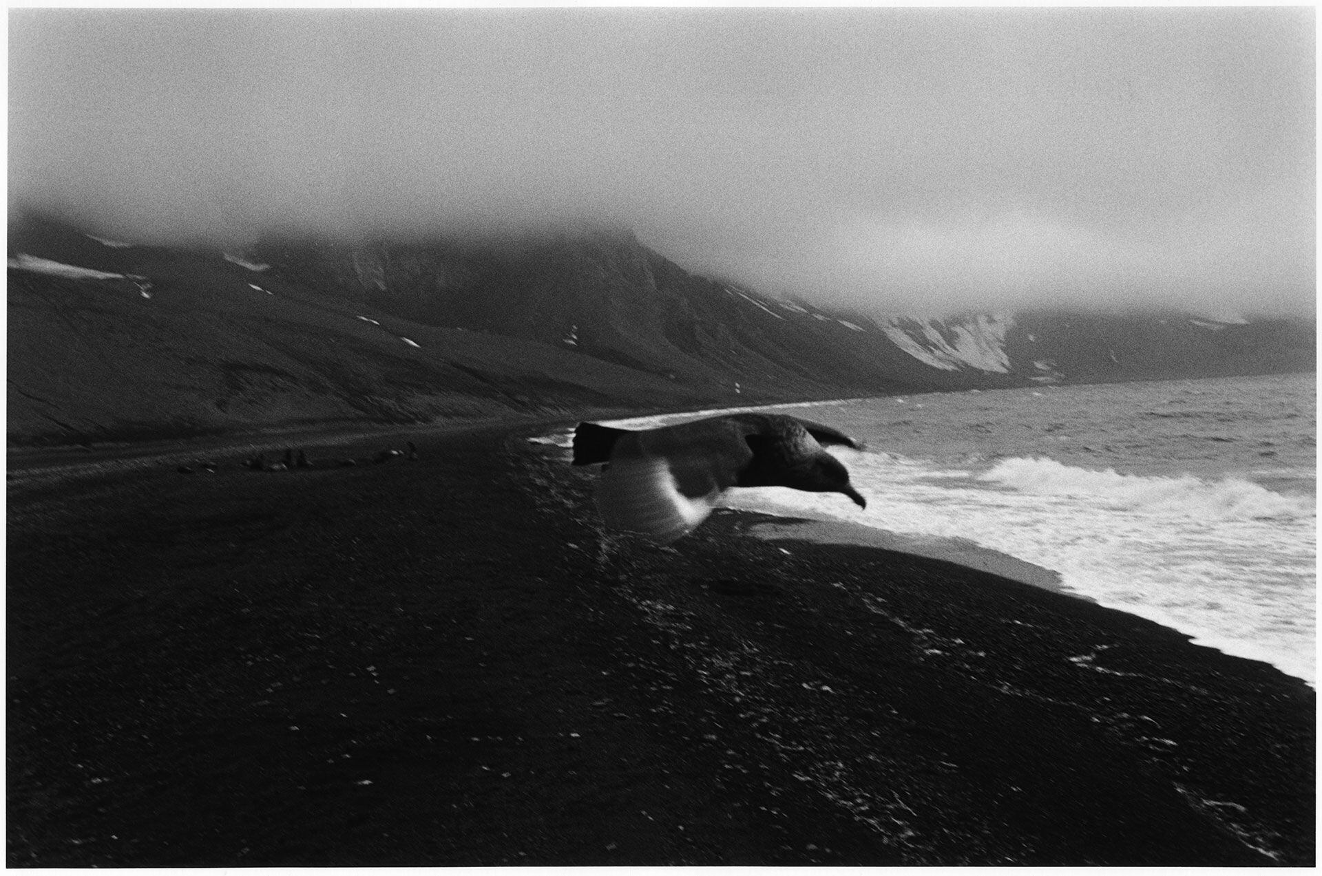 Antártida negra, de Lestido, reúne una serie de fotografías realizadas entre febrero y marzo de 2012, en las bases argentinas Decepción y Cámara