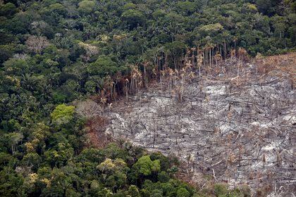 Fotografía de un terreno de selva deforestado, el 22 de febrero de 2020. EFE/Mauricio Dueñas/Archivo


