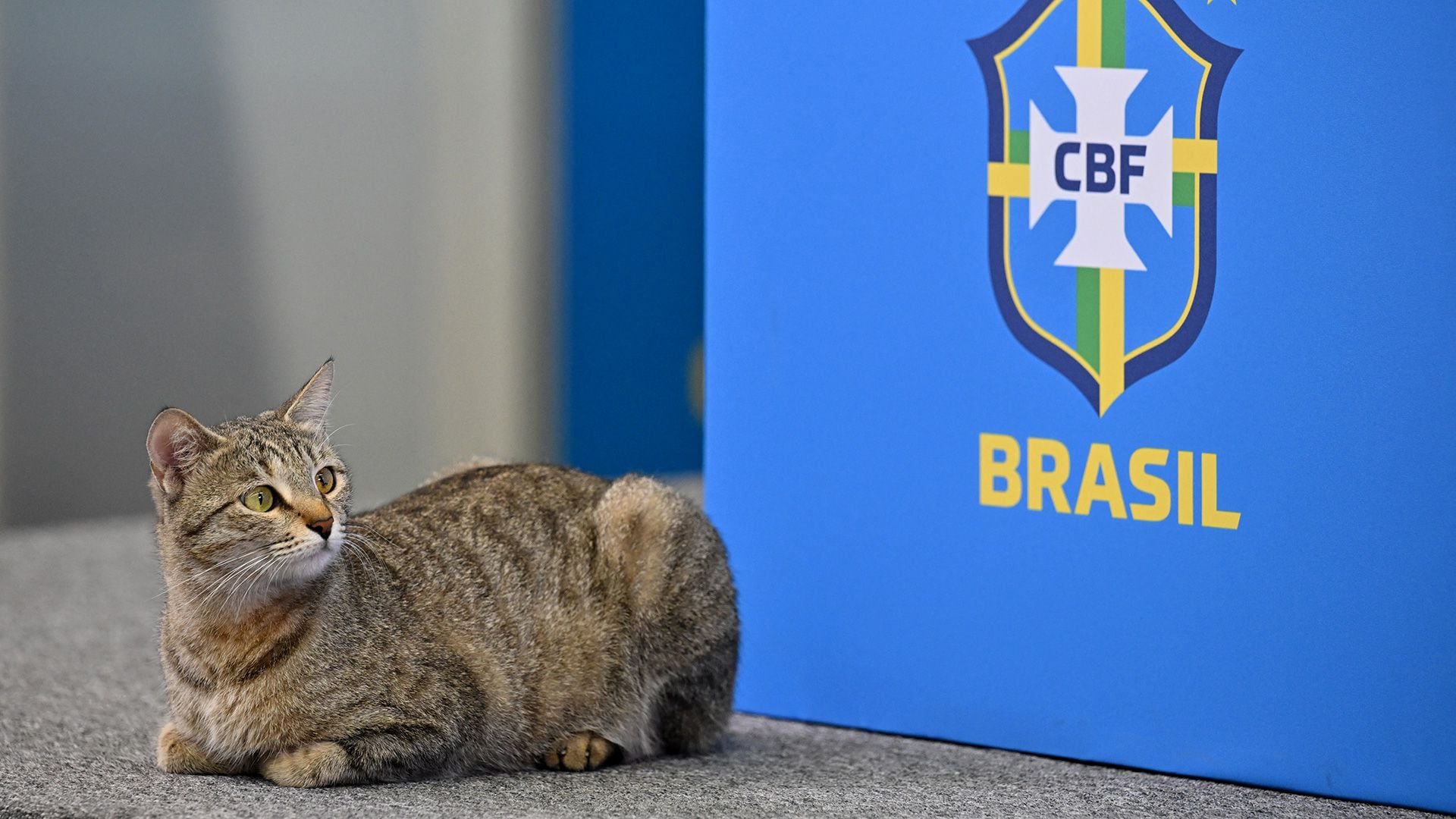 Cat Believed To Be The Reason Why Brazil Team Is Allegedly Cursed, Here's What Happened