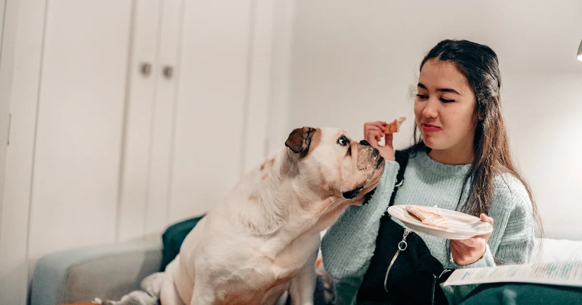 12 tips to prevent your dog from asking for food at the table