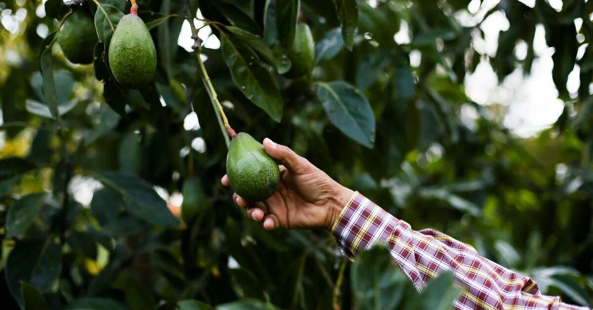 The impact of Super Bowl 2023 on avocado culture in Mexico