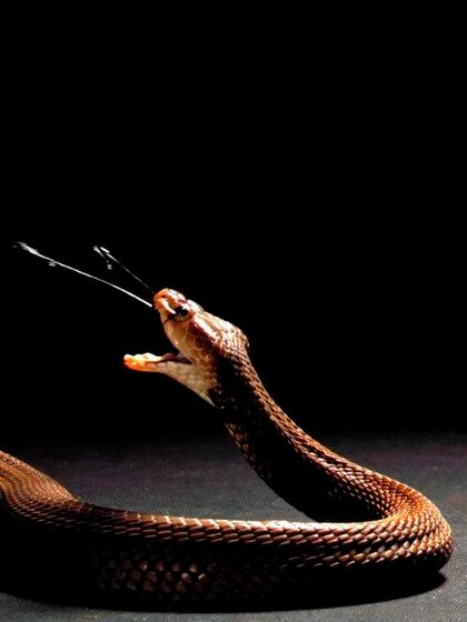 El veneno de las cobras evolucionó para defenderse de los predadores. Crédito: The Trustees of the Natural History Museum, London and Callum Mair. EFE/Foto cedida

