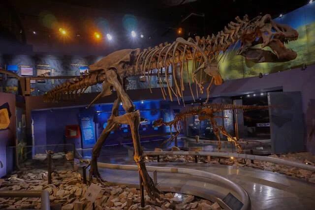 El tamaño del cráneo reconstruido del troodóntido  sugiere que tenía mayor capacidad cognitiva que el Tiranosaurio rex. (Fb/MUDE).