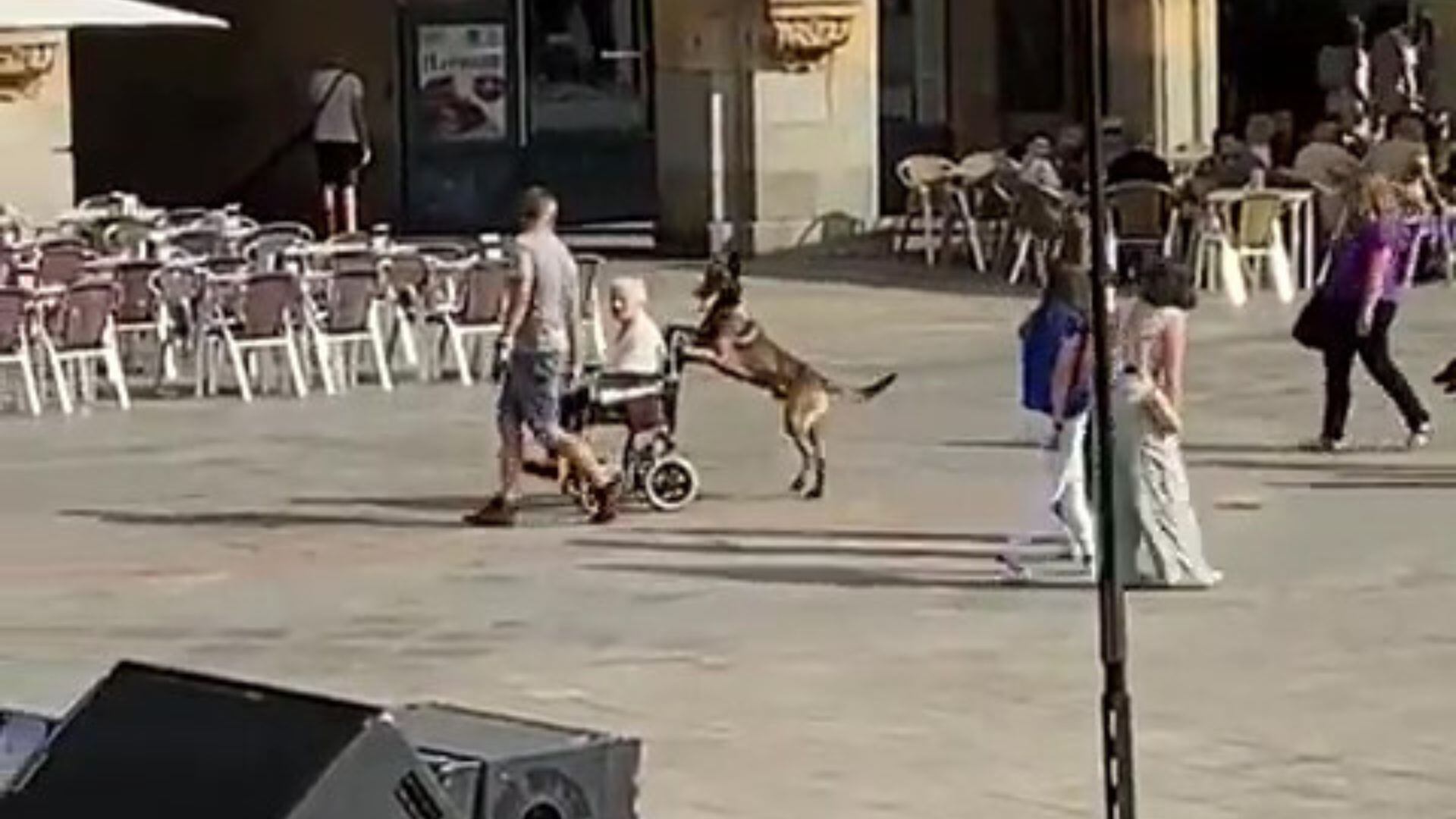 El emocionante episodio en la Plaza Mayor de Salamanca: un perro y una anciana en silla de ruedas fueron los protagonistas. (Twitter: @arde_bogota)