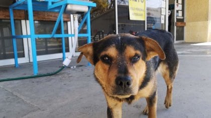 Covito, el perro que ha esperado un mes afuera del hospital de Tamaulipas a  que su dueño que falleció por COVID-19 salga - Infobae