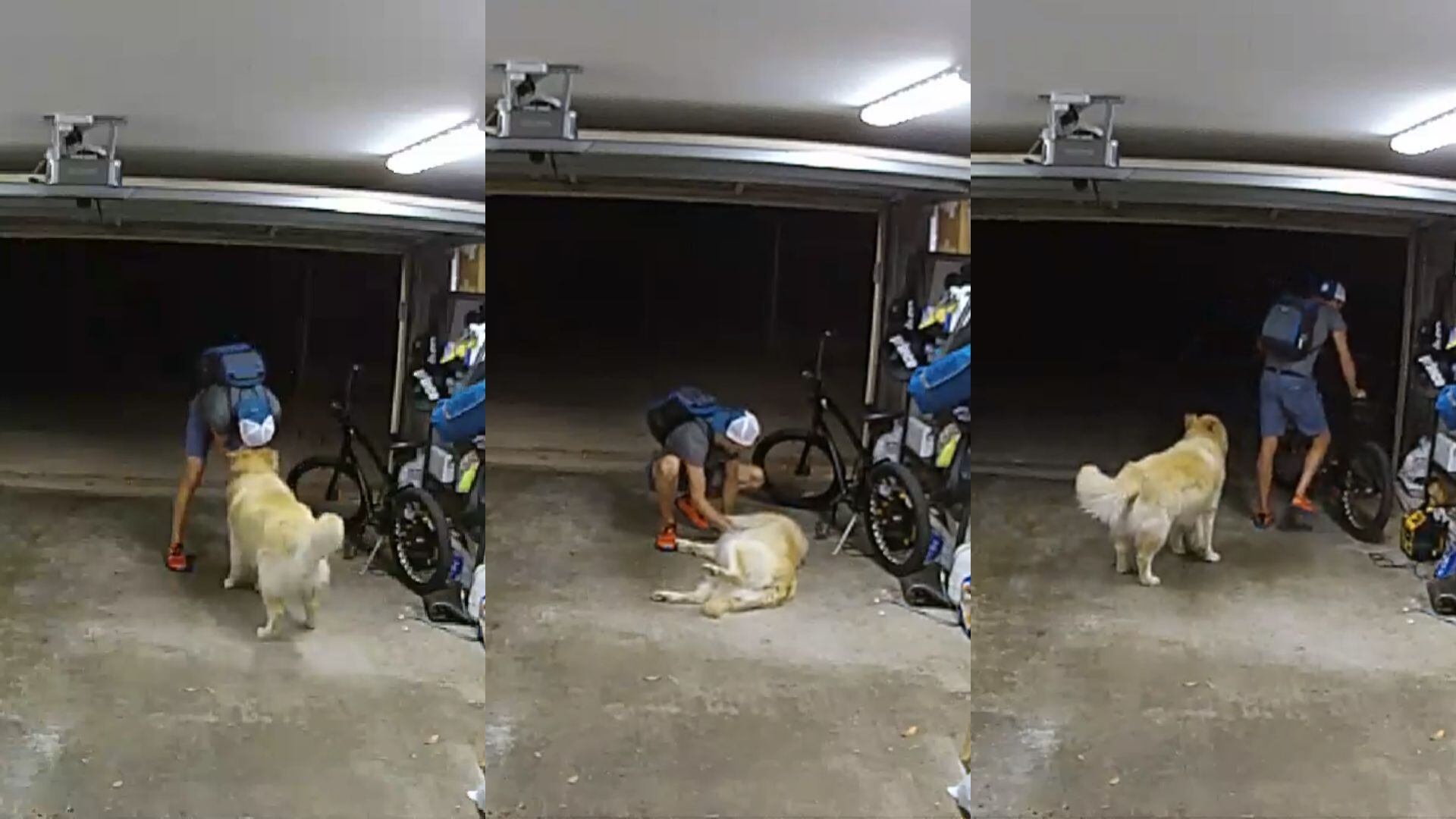 El canino comenzó a jugar y pidió al presunto ladrón que le rascara la panza (Captura de Pantalla/Facebook San Diego Police Department)