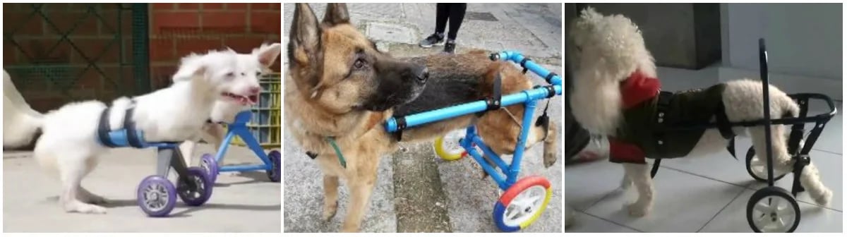 Algunos perros han tenido accidentes donde pierden sus extremidades, pero voluntarios han construido sillas de ruedas especiales, principalmente recicladas de carriolas de bebé, para que puedan moverse de nuevo Fotos: Especiales