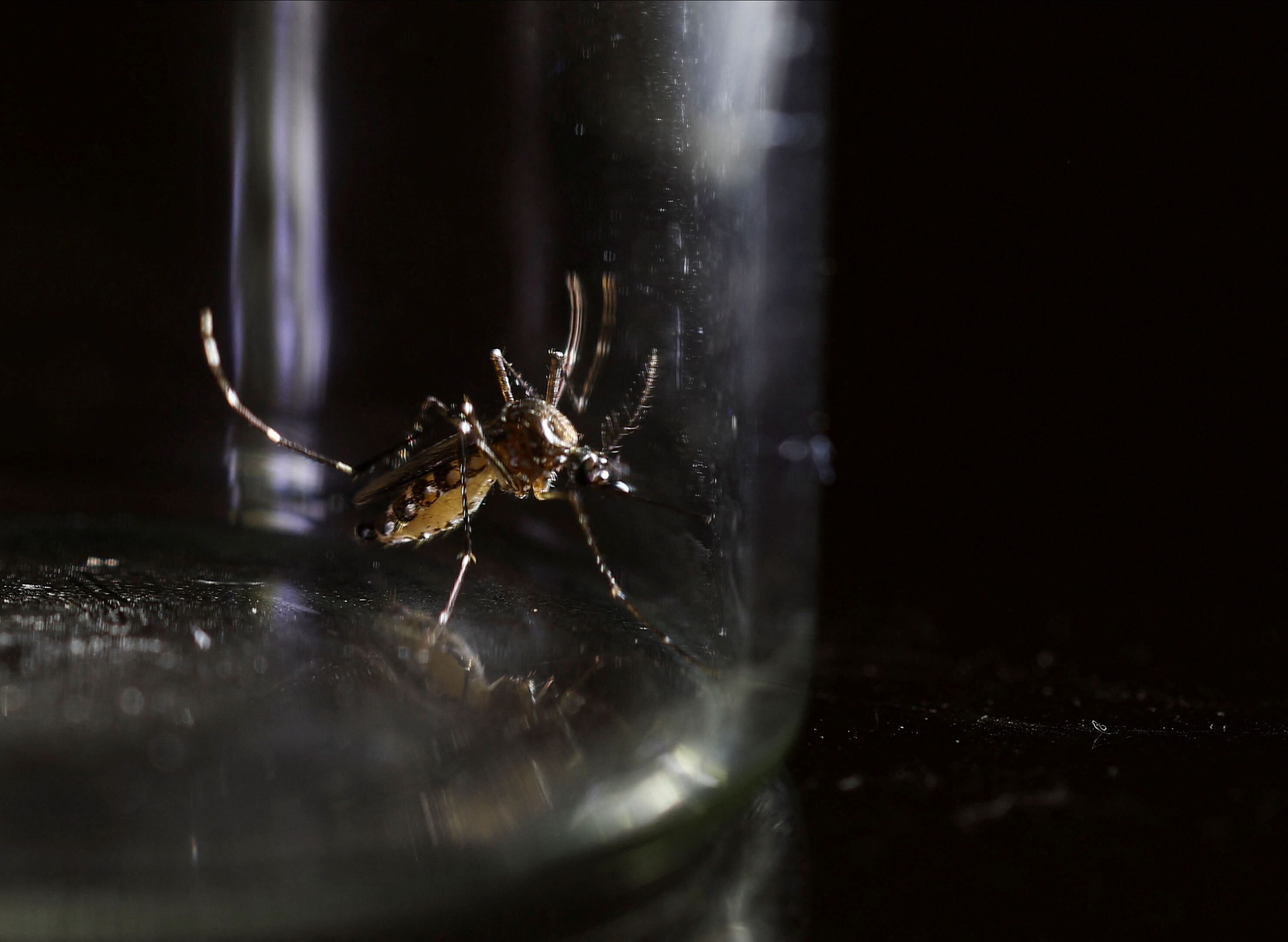 El cambio climático juega un papel crucial en la expansión geográfica del Aedes aegypti, llevando a la mosquita transmisora del dengue a nuevos territorios y elevando el riesgo de brotes  REUTERS/Agustin Marcarian