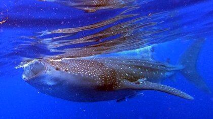 A Whale Shark (Rhincodon typus) is seen on June 16, 2019 in Isla Holbox, Quintana Roo state, Mexico. - The huge fish, which is in danger of extinction, visits the Mexican Caribbean every year and is the hope for the island's inhabitants, who long for the return of tourists, chased away by the COVID-19 pandemic. (Photo by Edier Rosado Cherrez / AFP)