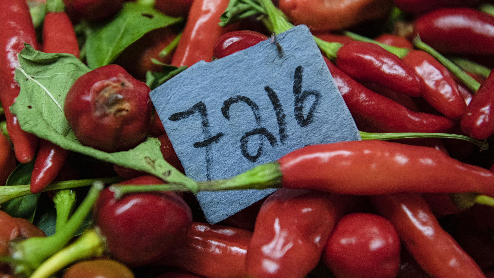 Imagen de chiles recolectados en el Centro Agronómico Tropical de Investigación y Enseñanza (Ezequiel BECERRA / AFP)