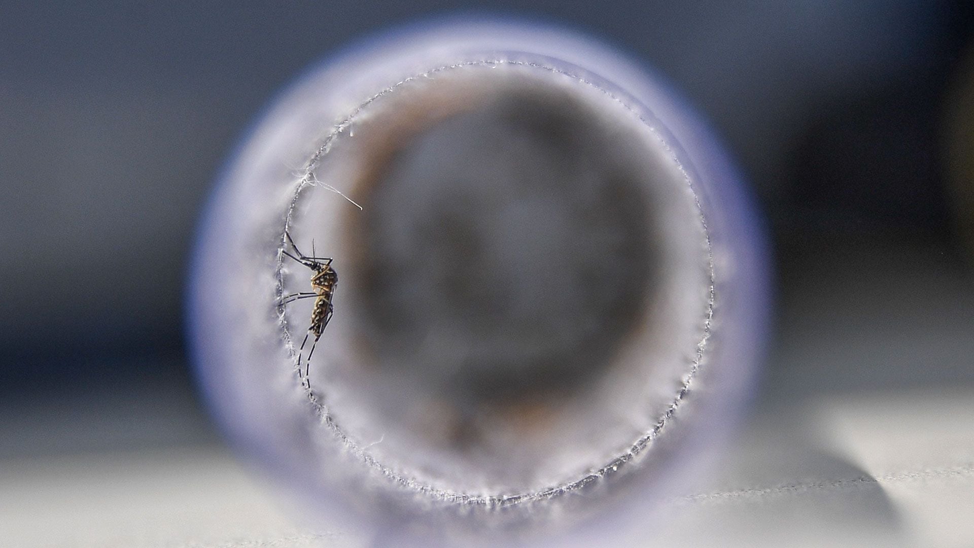 La forma más grave de la enfermedad, conocida por fiebre hemorrágica de dengue (FHD), se caracteriza por la aparición de hemorragias y, en algunos casos, el llamado “shock por dengue” después de una fase febril (AFP)