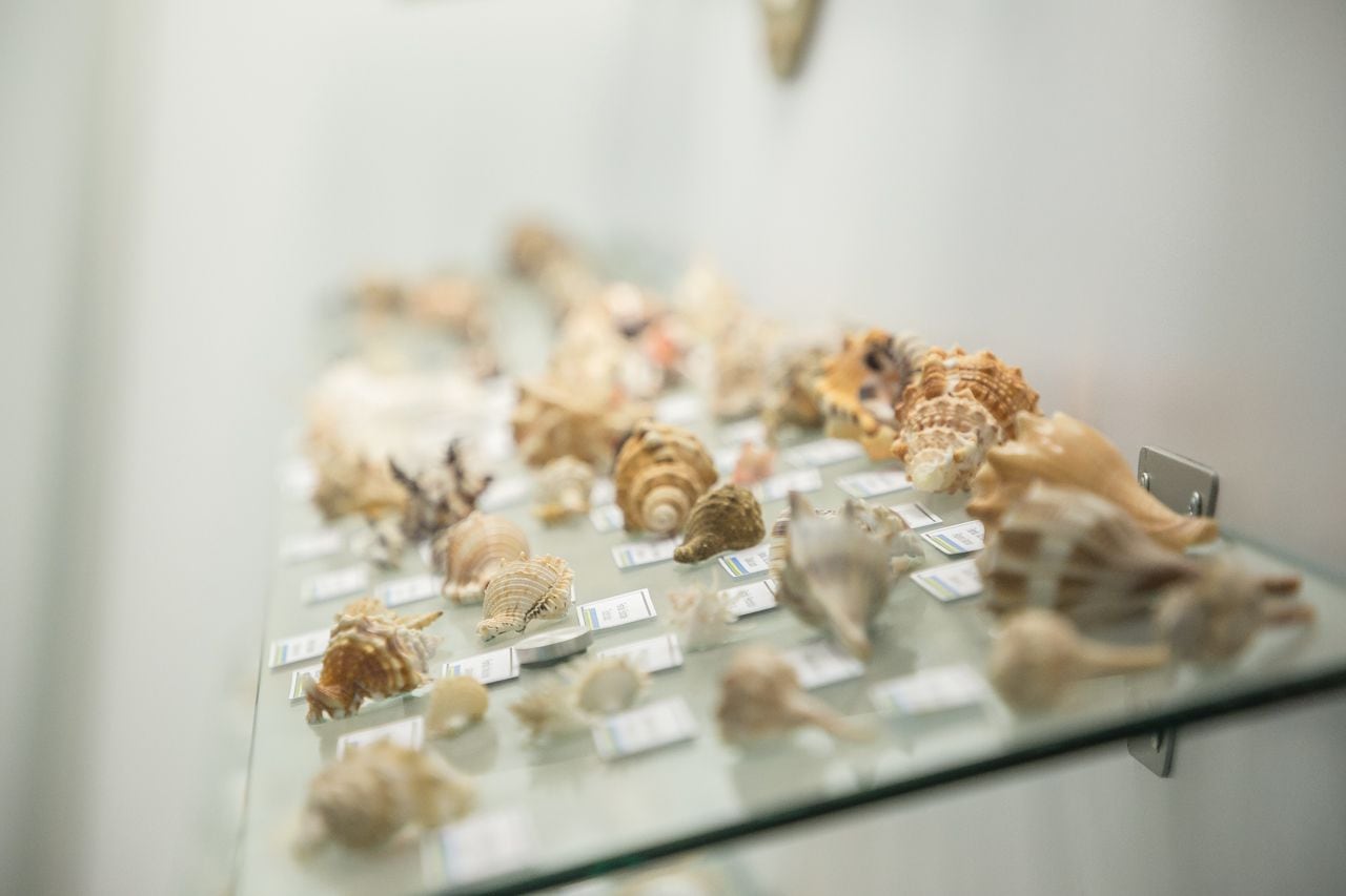 Exhiben a extranjero sacando caracoles del mar en Cancún: “Y el salvavidas  perdiendo el tiempo” - Infobae