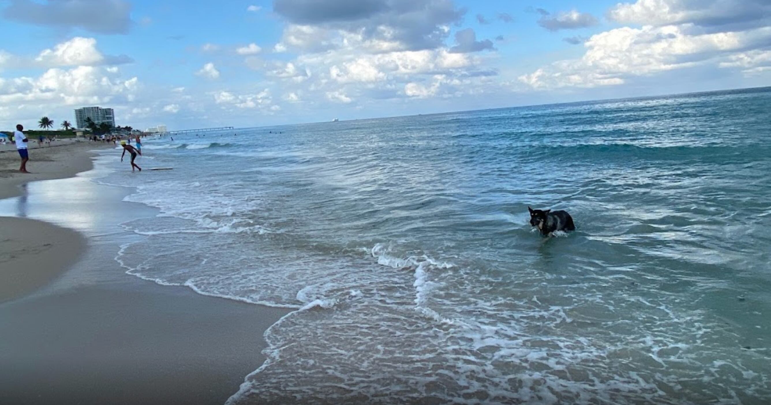 Miami playas para perros
