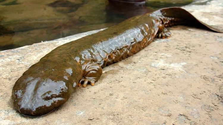 El estudio comparó el ADN de 17 especies de salamandras.