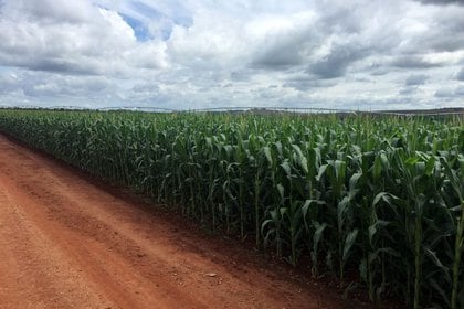 El precio del maíz sube en el mercado de Chicago (Reuters) 