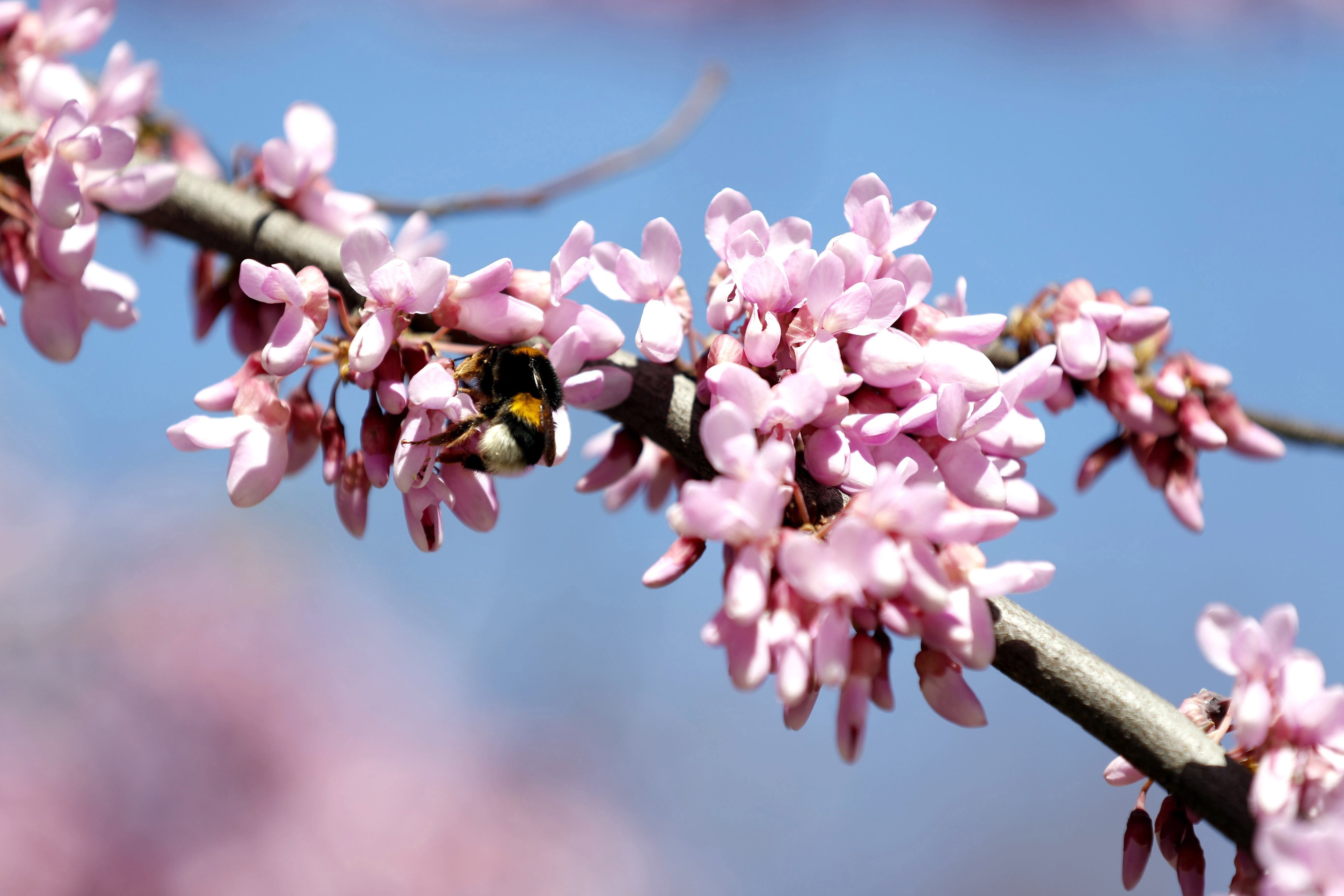La extensión de la temporada de polen promueve la aparición de enfermedades más intensas como la rinitis alérgica