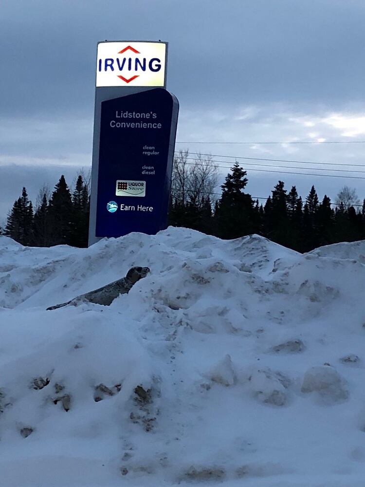 Una foca varada se arrastra sobre la nieve cerca de un letrero de una estación de servicio en Roddickton, Terranova, Canadá. (Reuters)