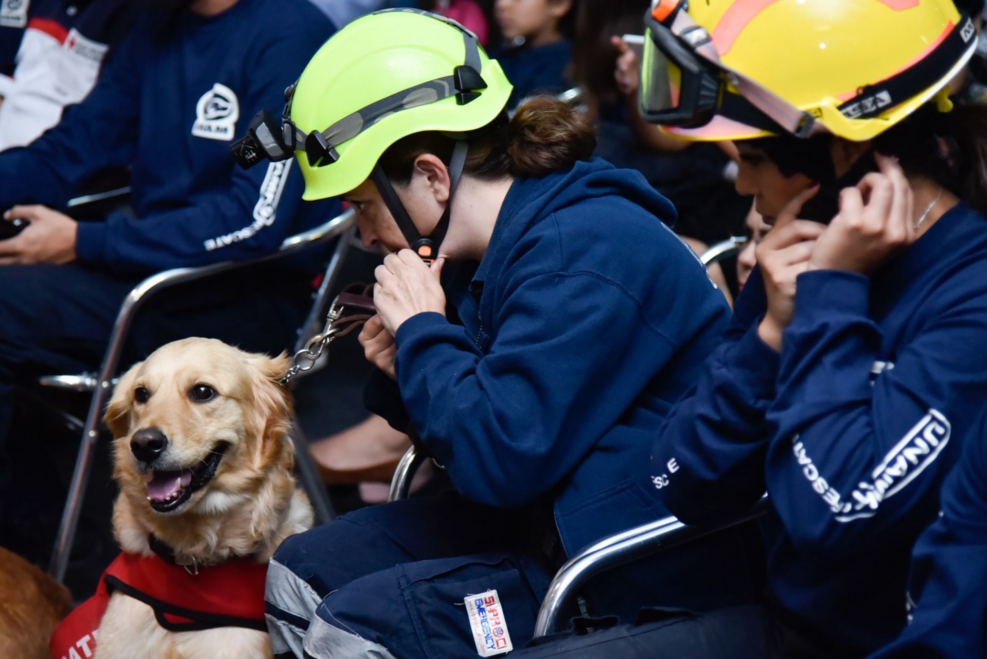 O cão de resgate Nalah interveio no terremoto de 2017