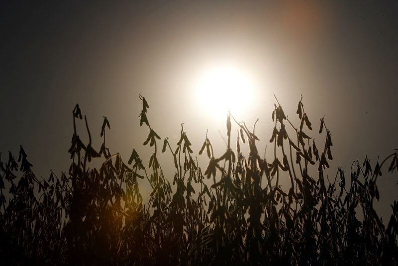 FOTO DE ARCHIVO: Plantas de soja son retratadas en un campo cerca de Pergamino, en las afueras de Buenos Aires, en Argentina, el 27 de abril de 2021. REUTERS/Agustin Marcarian/File Photo