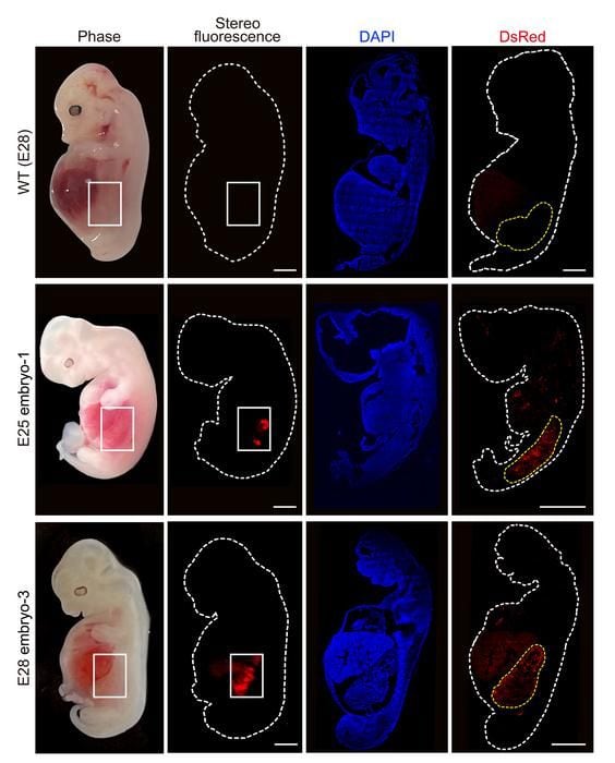 Los investigadores chinos transfirieron 1.820 embriones a 13 cerdos para el experimento (Wang, Xie, Li, Li y Zhang et al., Cell Stem Cell
