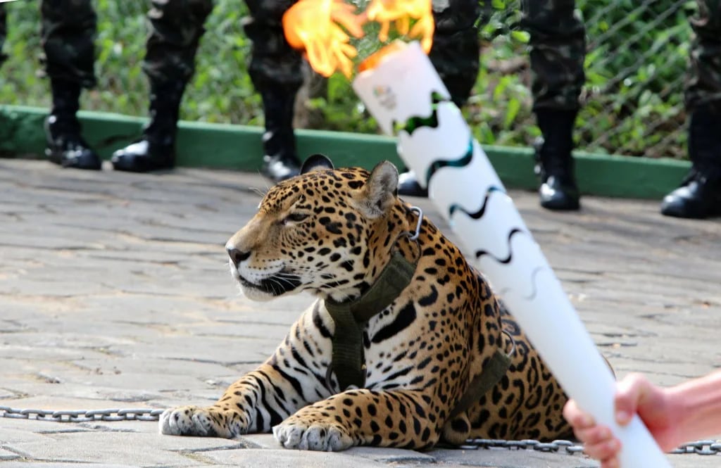 Juma, el jaguar abatido por los militares (AFP)