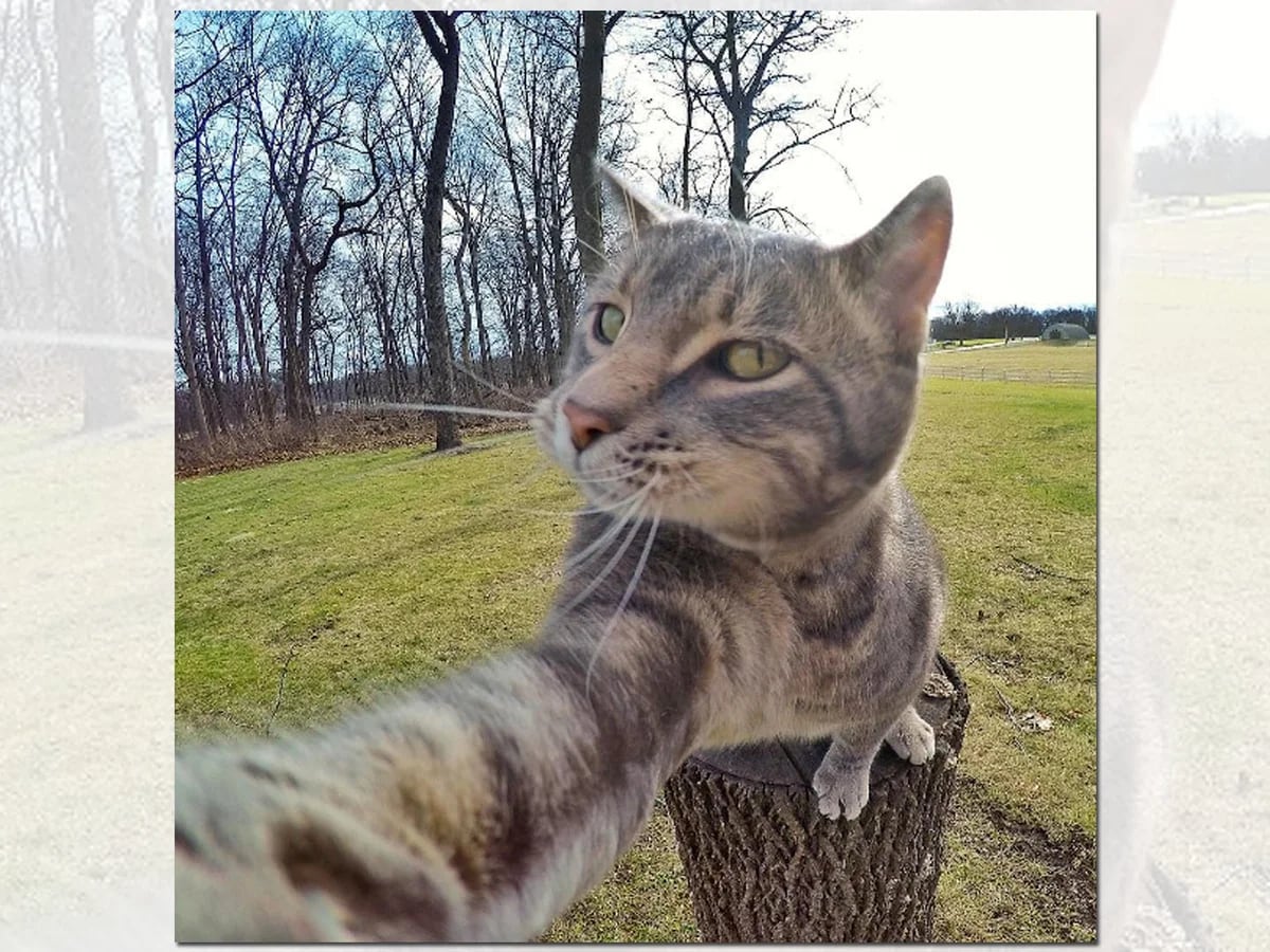 Mesa final Sobretodo biografía Manny, el adorable gato que se saca selfies - Infobae