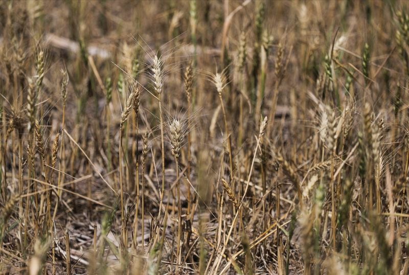 Ls sequía impacto de lleno en la última campaña de trigo. (REUTERS/Agustin Marcarian)