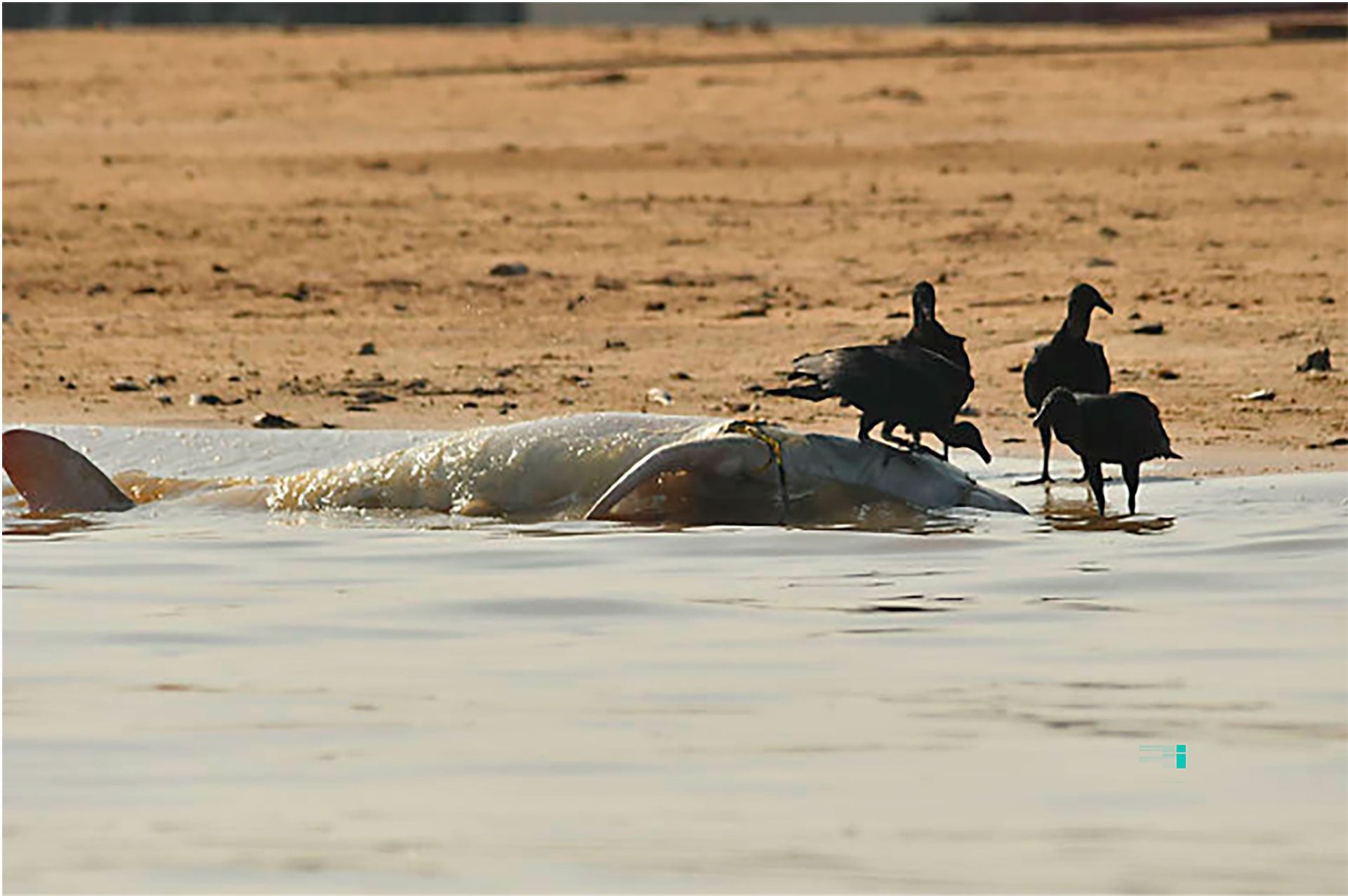 Las aguas del lago alcanzaron los 40° en los últimos días, frente a los 32° habituales, lo que habría generado alteraciones mortales para estos animales (Instituto Mamirauá)