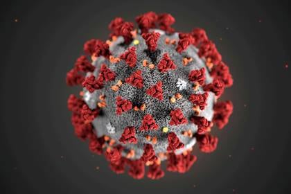 Paludan, virólogo danés, sostuvo en el paper científico que existen paralelismos con el coronavirus responsable de la COVID-19. De hecho, la misma proteína también es desactivada por el coronavirus SARS-CoV-2 (MAM/CDC/Entregada vía REUTERS)