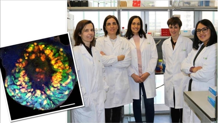 La investigadora Núria Montserrat y su equipo del Instituto de Bioingeniería de Cataluña (IBEC) desarrollaron esta investigación Foto: (IBEC)