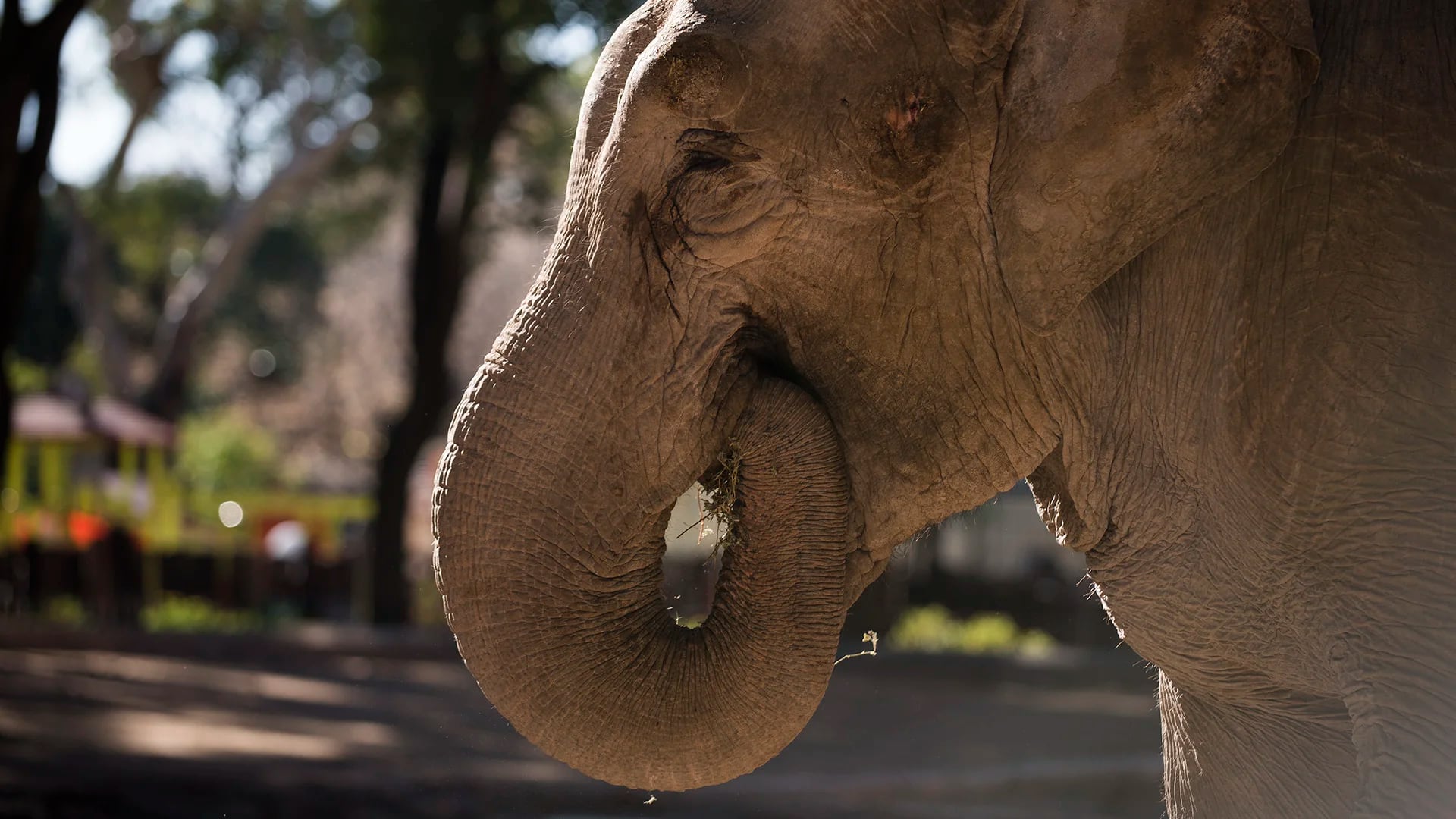 Se cree que Mara tiene 37 años. En la mitad del promedio de vida de un elefante se espera que pueda ser trasladada a un santuario en Mato Grosso, Brasil. (Adrián Escandar)