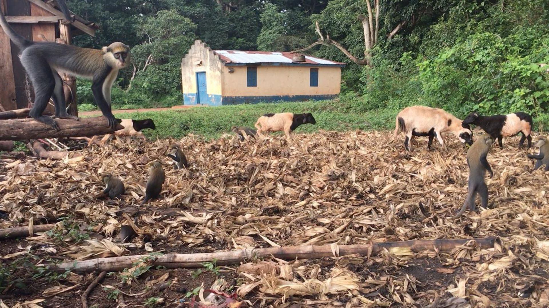 Las zonas en las que confluyen viviendas de los seres humanos en áreas rurales o forestales pueden favorecer la emergencia o reemengcia de patógenos (Terra Kelly, UC Davis)