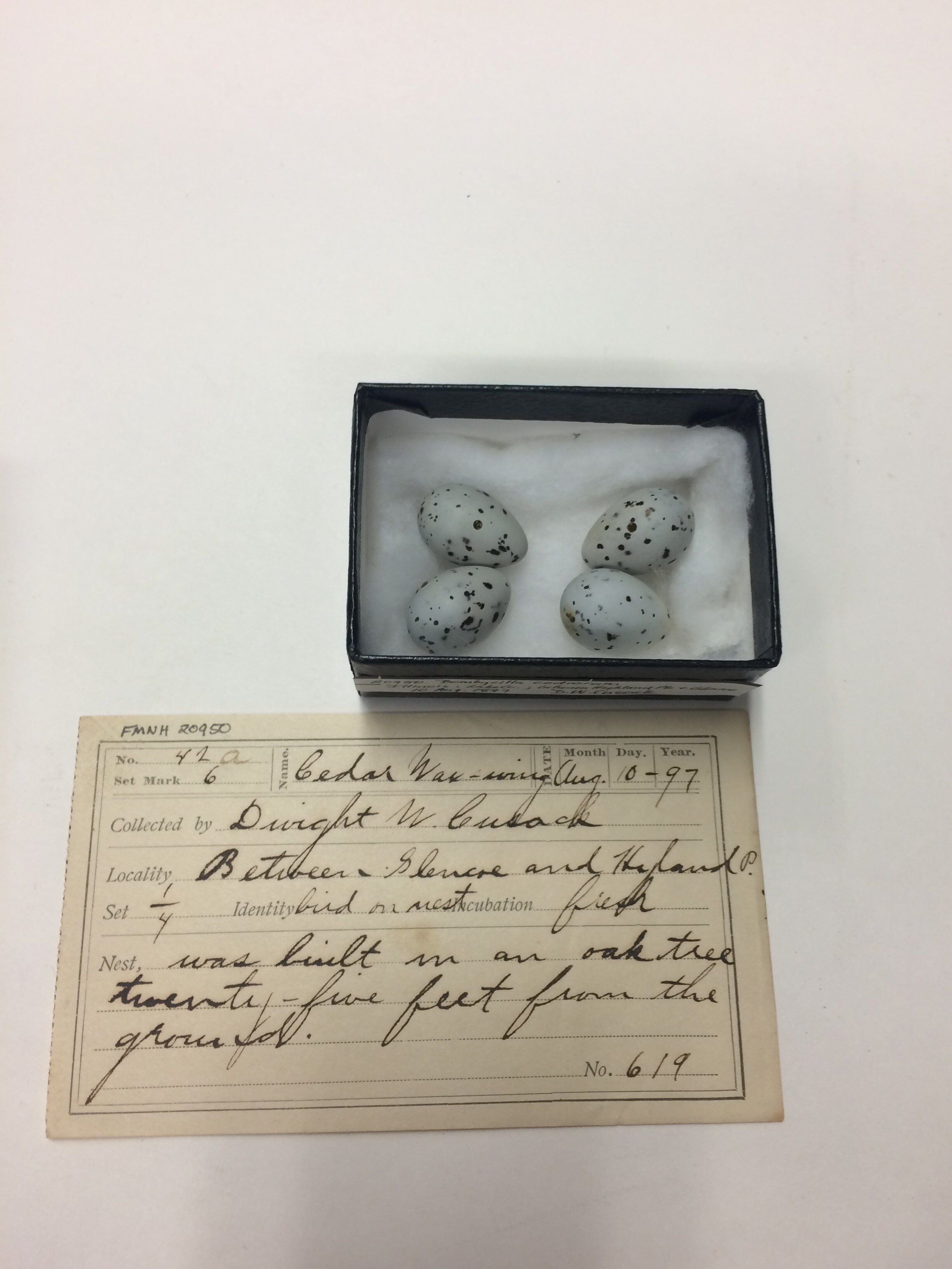 Crédit : Field Museum