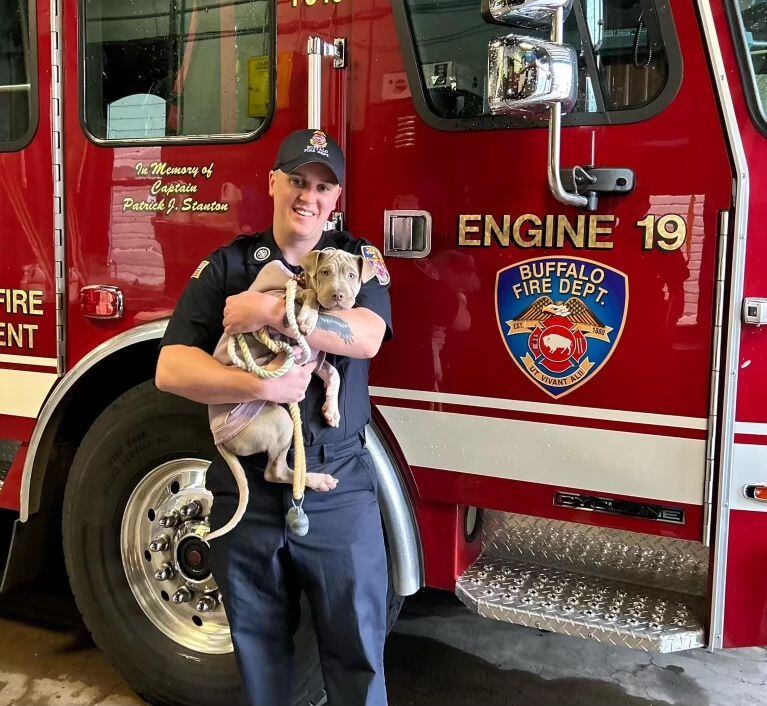 Una cachorra de pitbull sobrevivió a un atropello y encontró un hogar con un bombero de Buffalo. (Cortesía de Anthony Pulvino)
