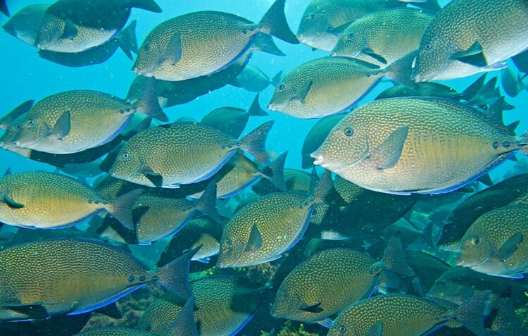 El Prionurus maculatus, un pez tropical de Australia, ya ha cambiado de dieta para sobrevivir. Andrew J Green/Reef Life (fishesofaustralia.net/Wikipedia)