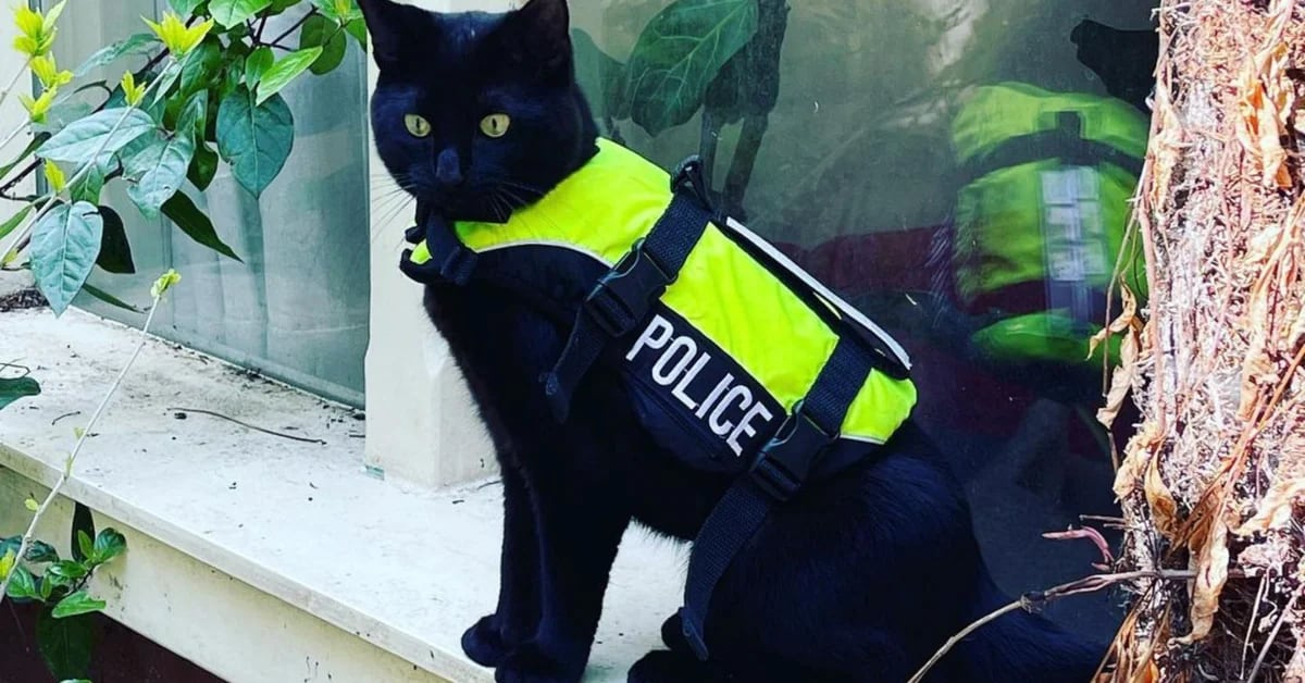 Nimis, the police cat who is causing a stir on social networks to take care of the streets of Amsterdam