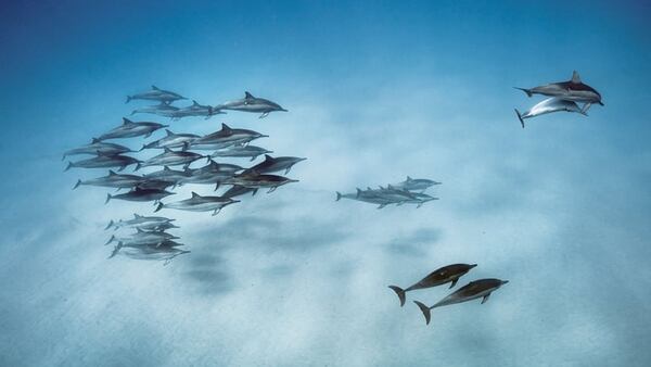 Delfines acróbatas, en Oahu, Hawaii, 2013. La imagen fue capturada por Brian Skerry (National Geographic)